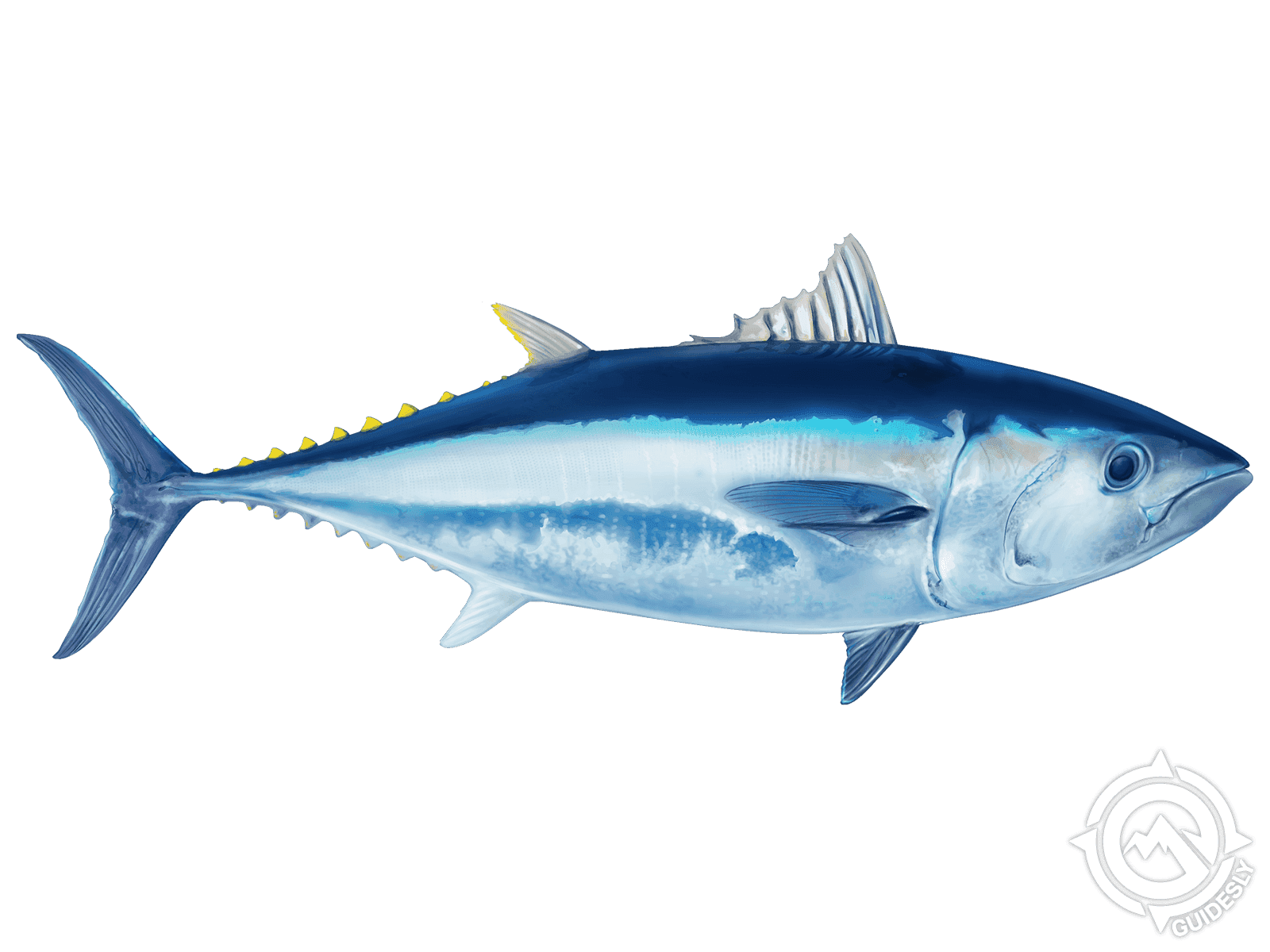 Pacific Bluefin Tuna