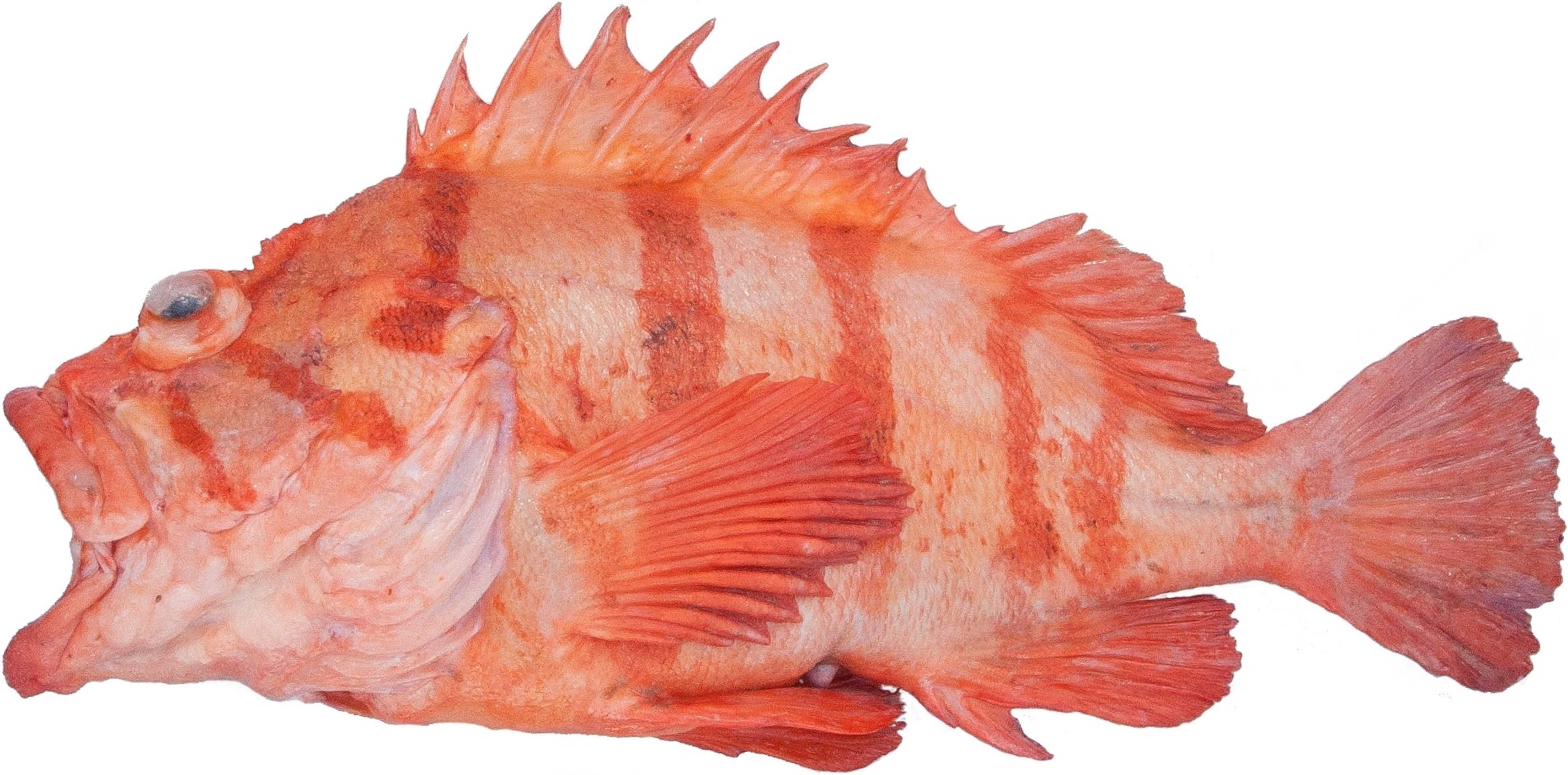 Tiger Rockfish