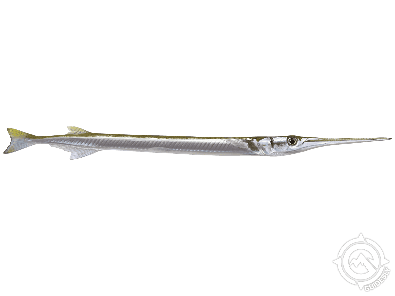 Atlantic Needlefish