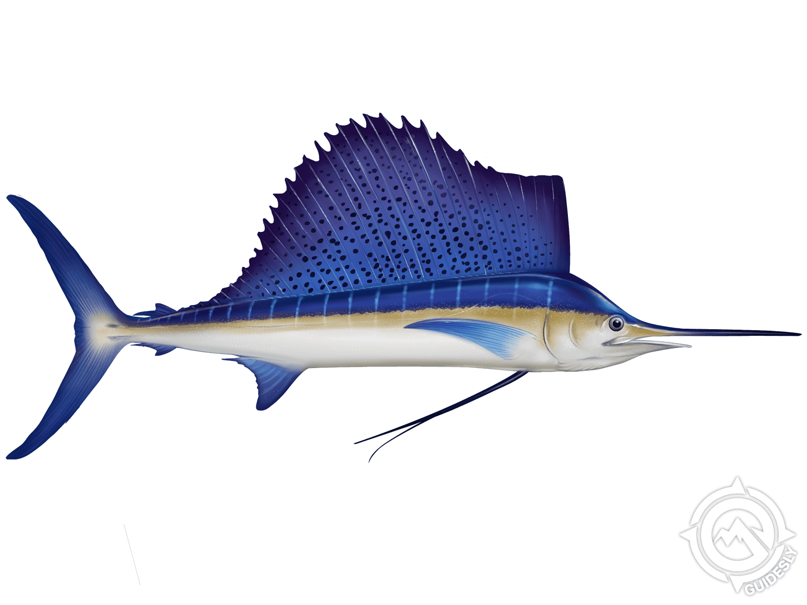 Atlantic Sailfish