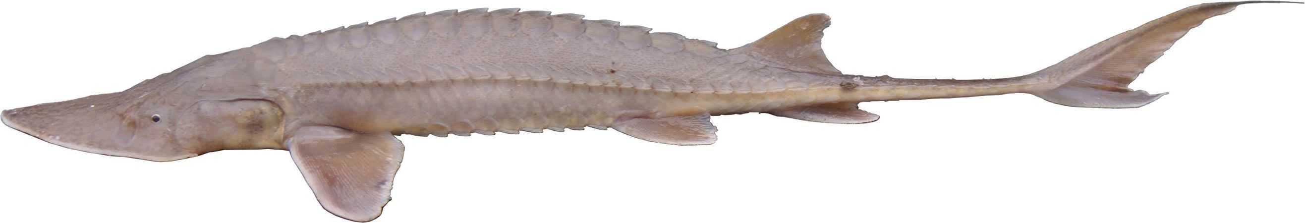 Shovelnose Sturgeon