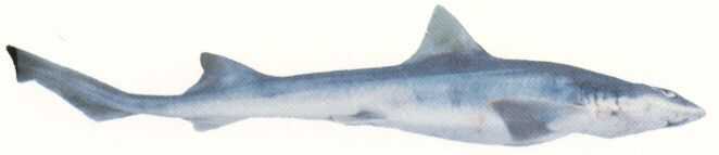 Gray Smooth-hound