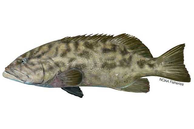 Gulf Grouper