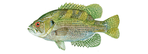 Rock Bass