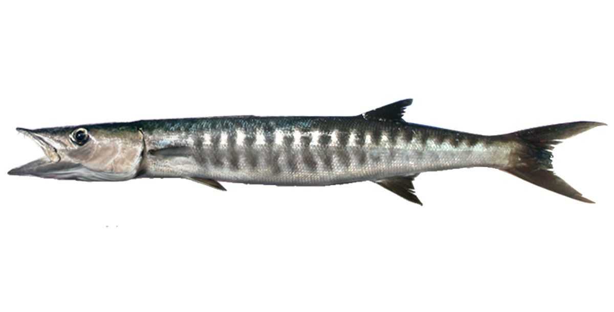 Pacific Barracuda