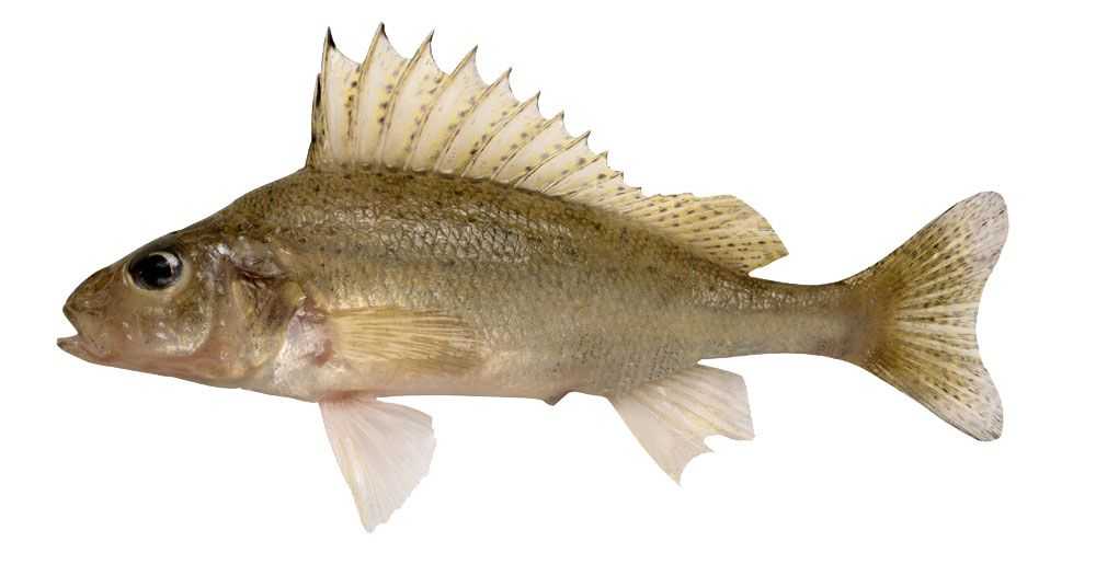 Ruffe