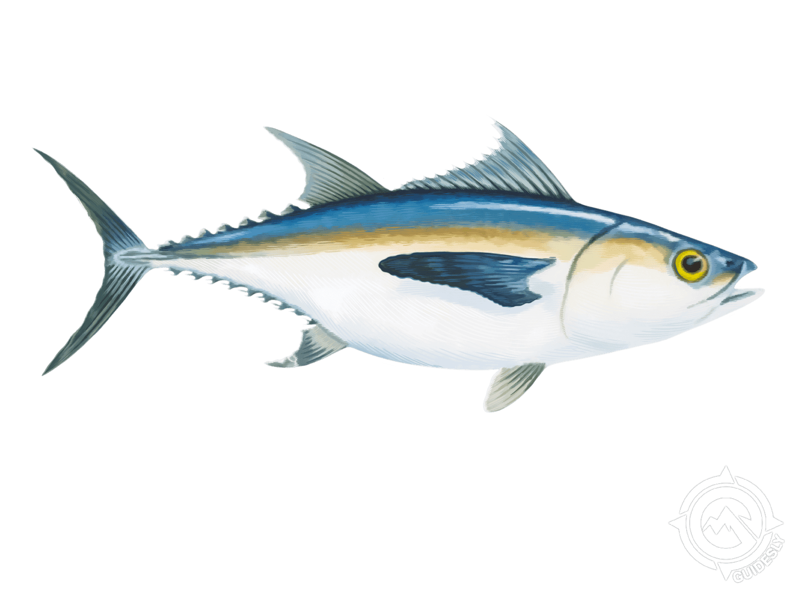 Blackfin Tuna