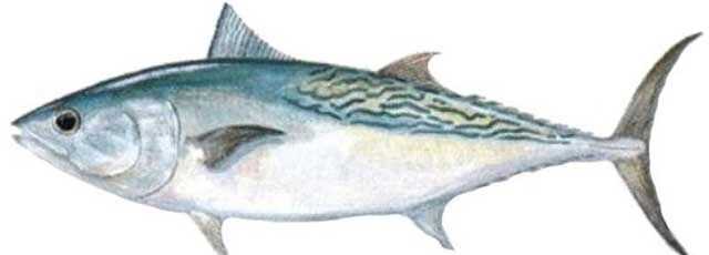 Frigate Tuna