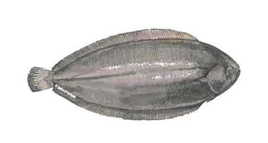 Dover Sole