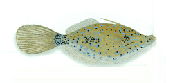 Scribbled Leatherjacket Filefish