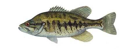 Shoal Bass