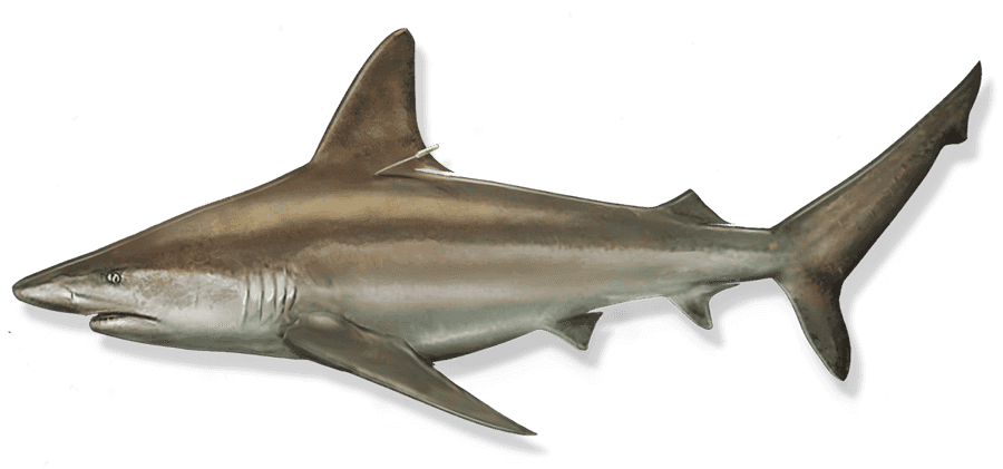 Sandbar Shark