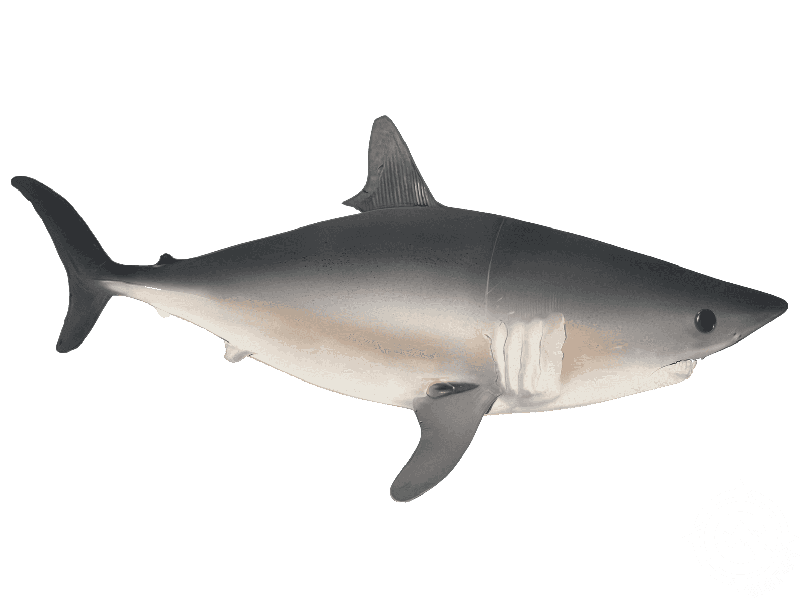 Porbeagle Shark