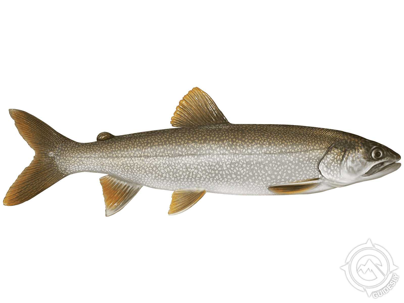 Lake Trout