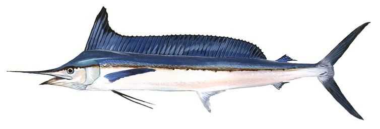 Longbill Spearfish