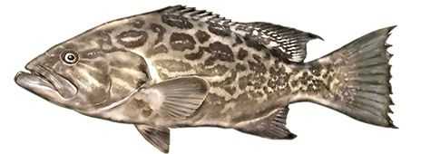 Broomtail Grouper