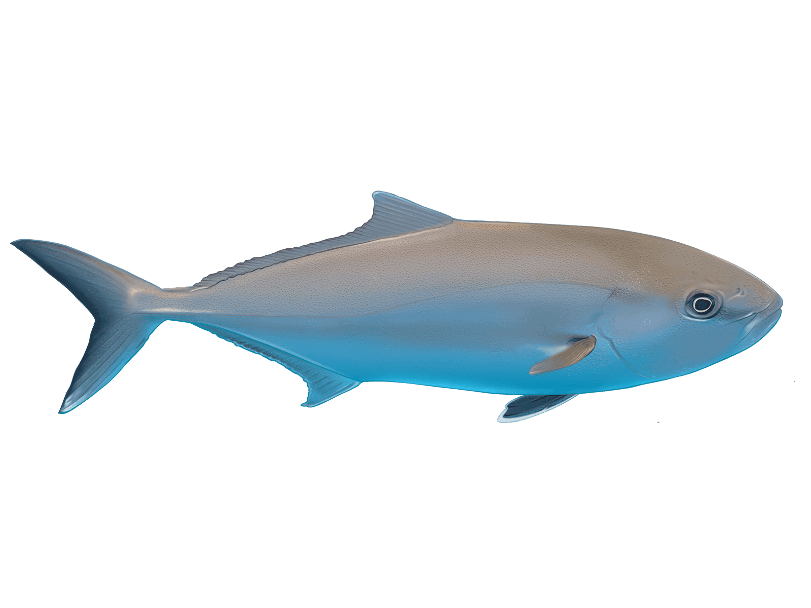 Greater Amberjack