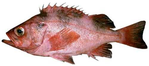 Darkblotched Rockfish