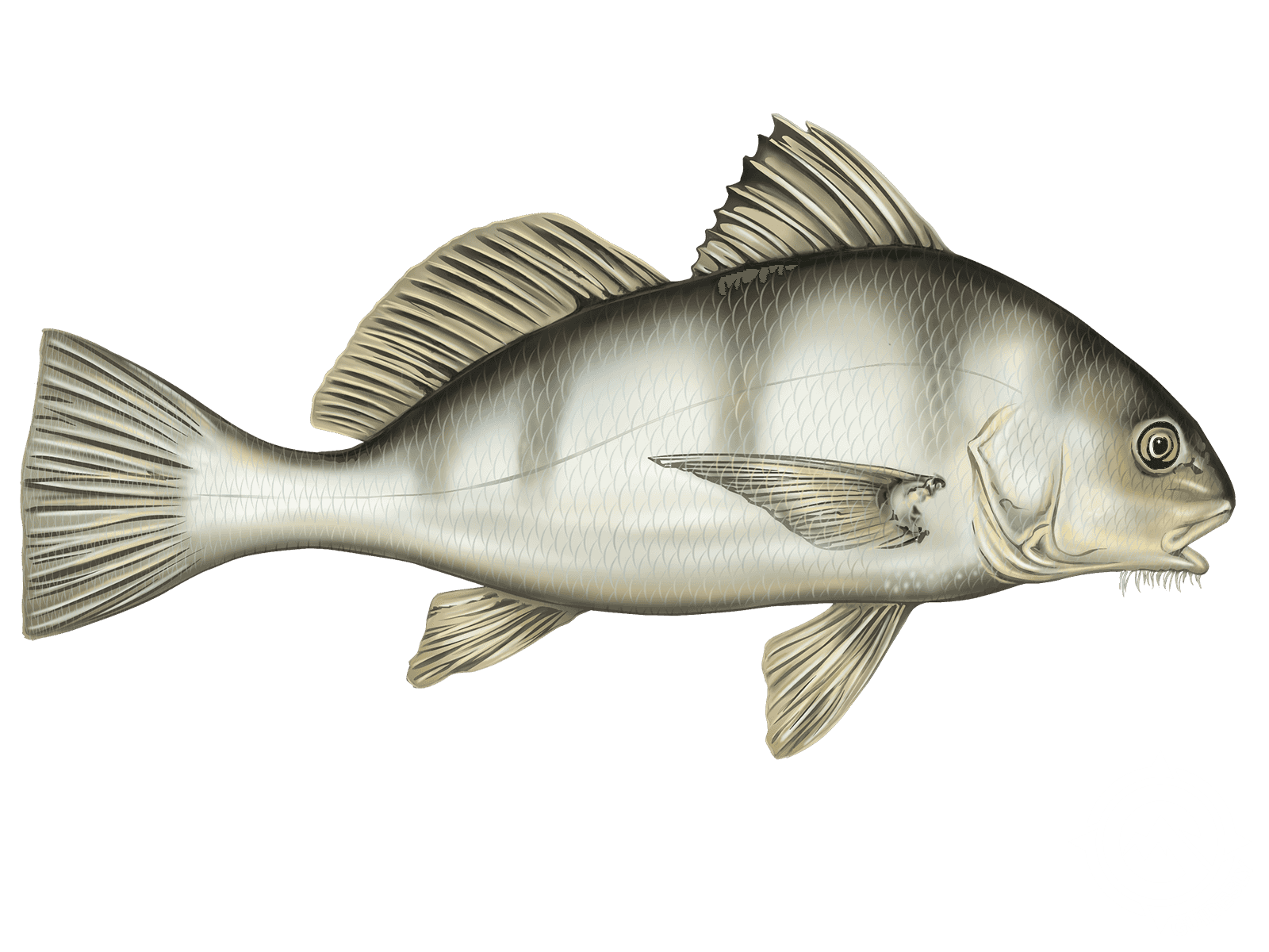 Black Drum