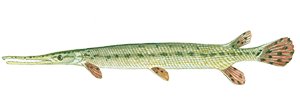 Longnose Gar