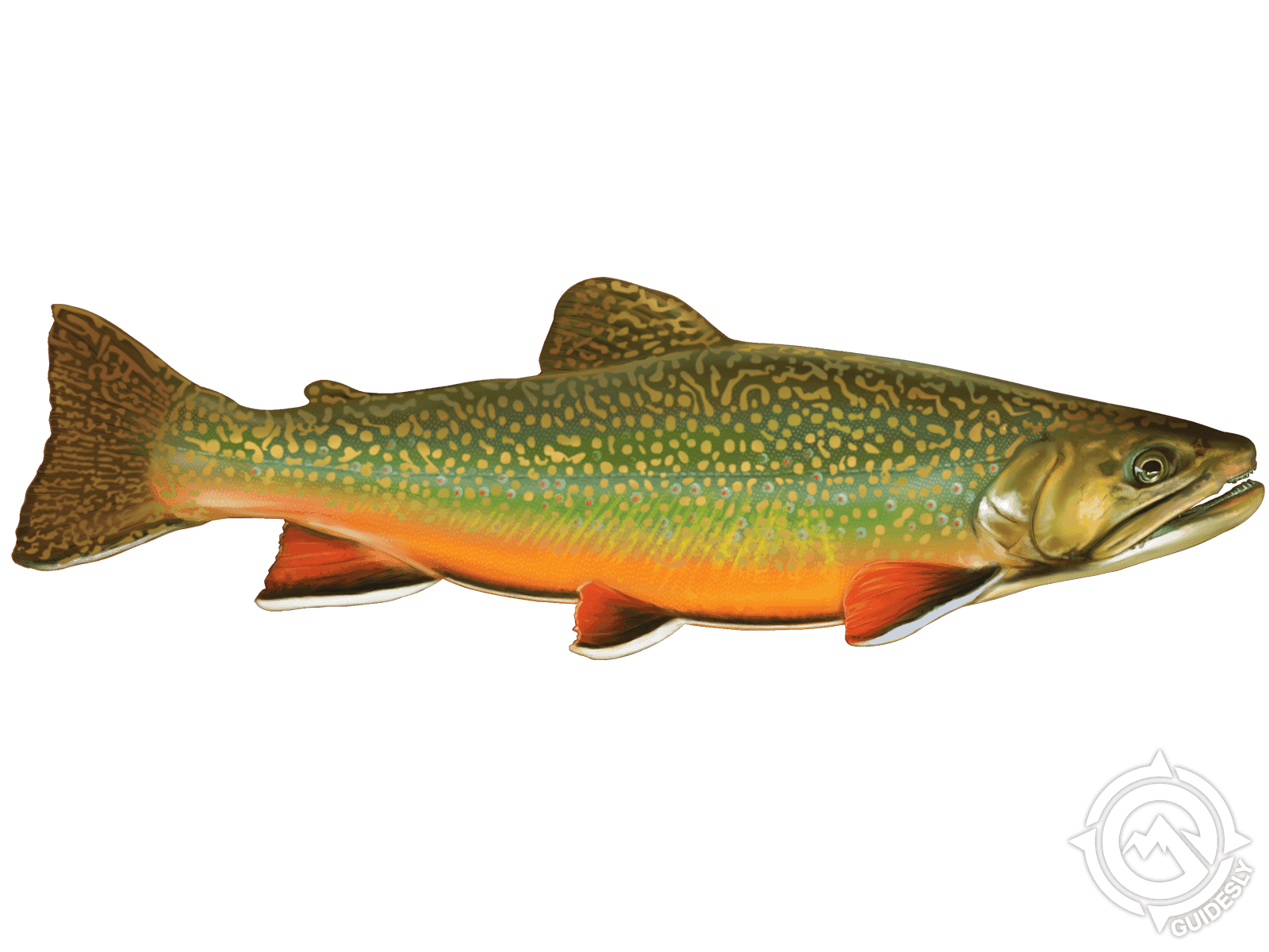 Brook Trout