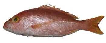 Silk Snapper