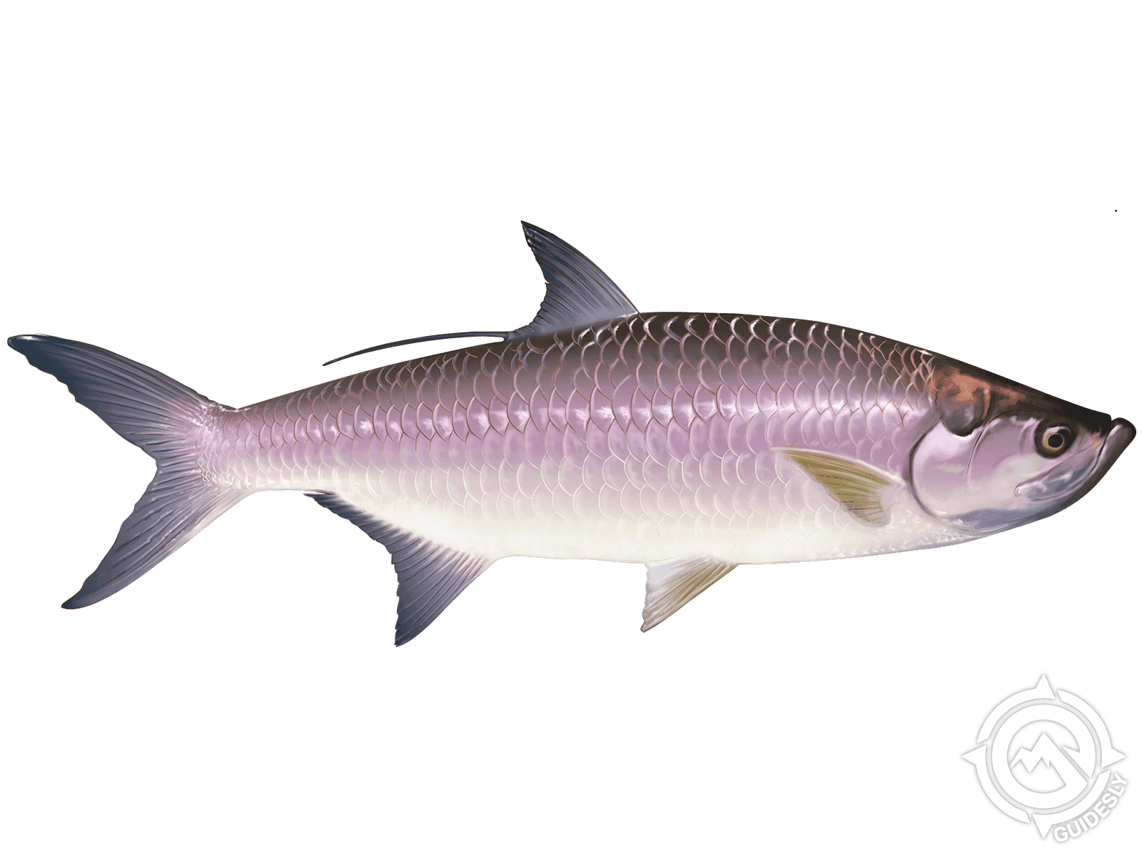 Tarpon