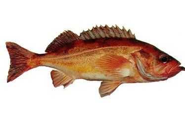 Redstripe Rockfish