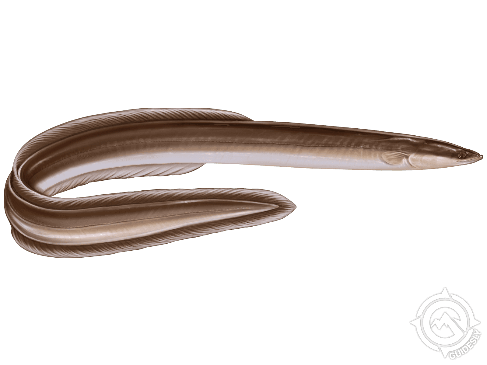 American Eel