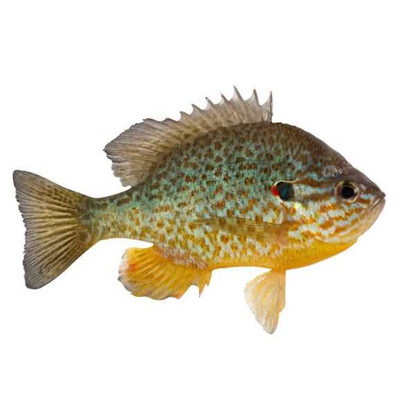 Redear Sunfish