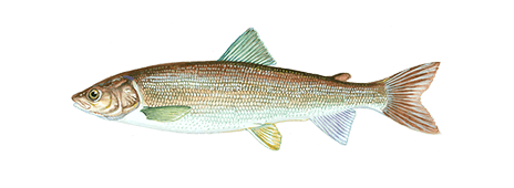 Mountain Whitefish