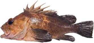 Quillback Rockfish