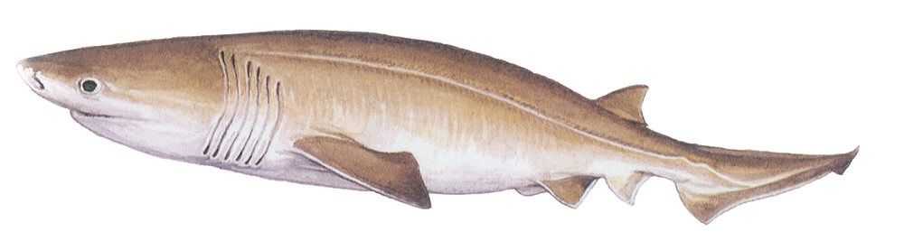 Bluntnose Sixgill Shark