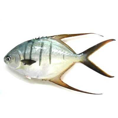 Gafftopsail Pompano