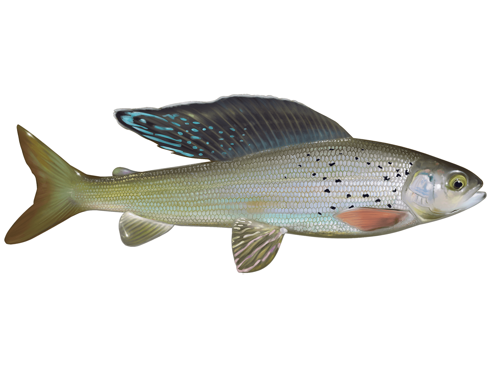 Arctic Grayling