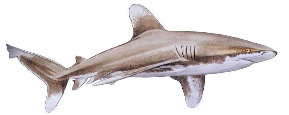 Oceanic Whitetip Shark