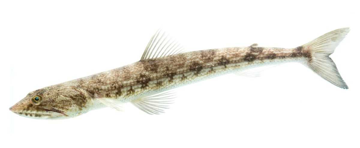 Inshore Lizardfish