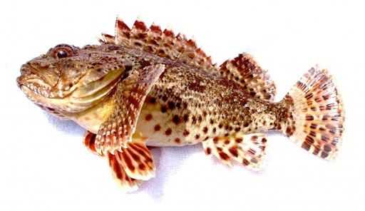 California Scorpionfish