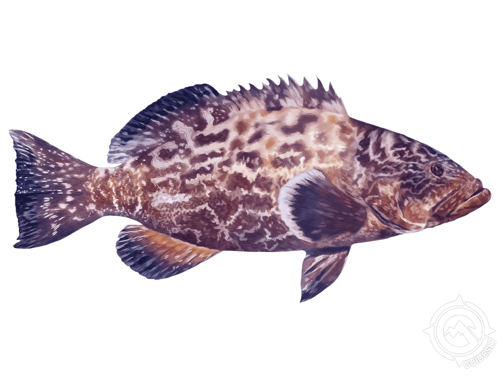 Black Grouper