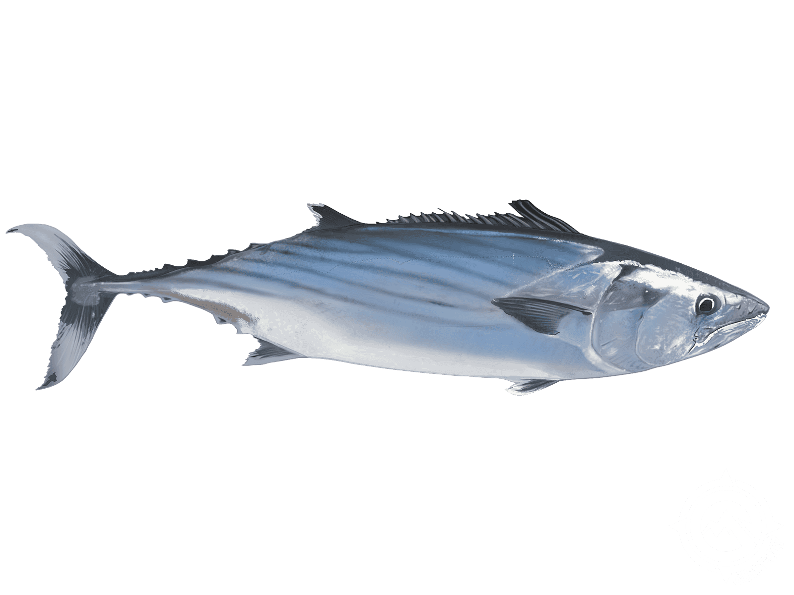 Pacific Bonito