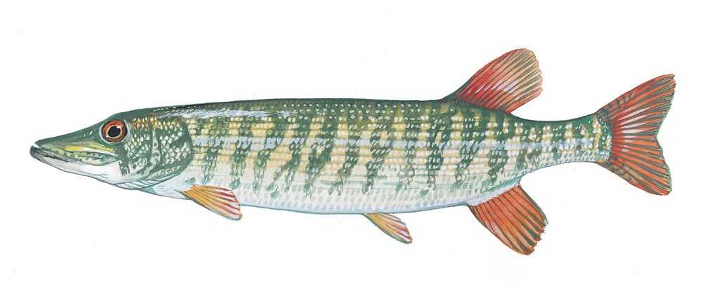 Redfin Pickerel