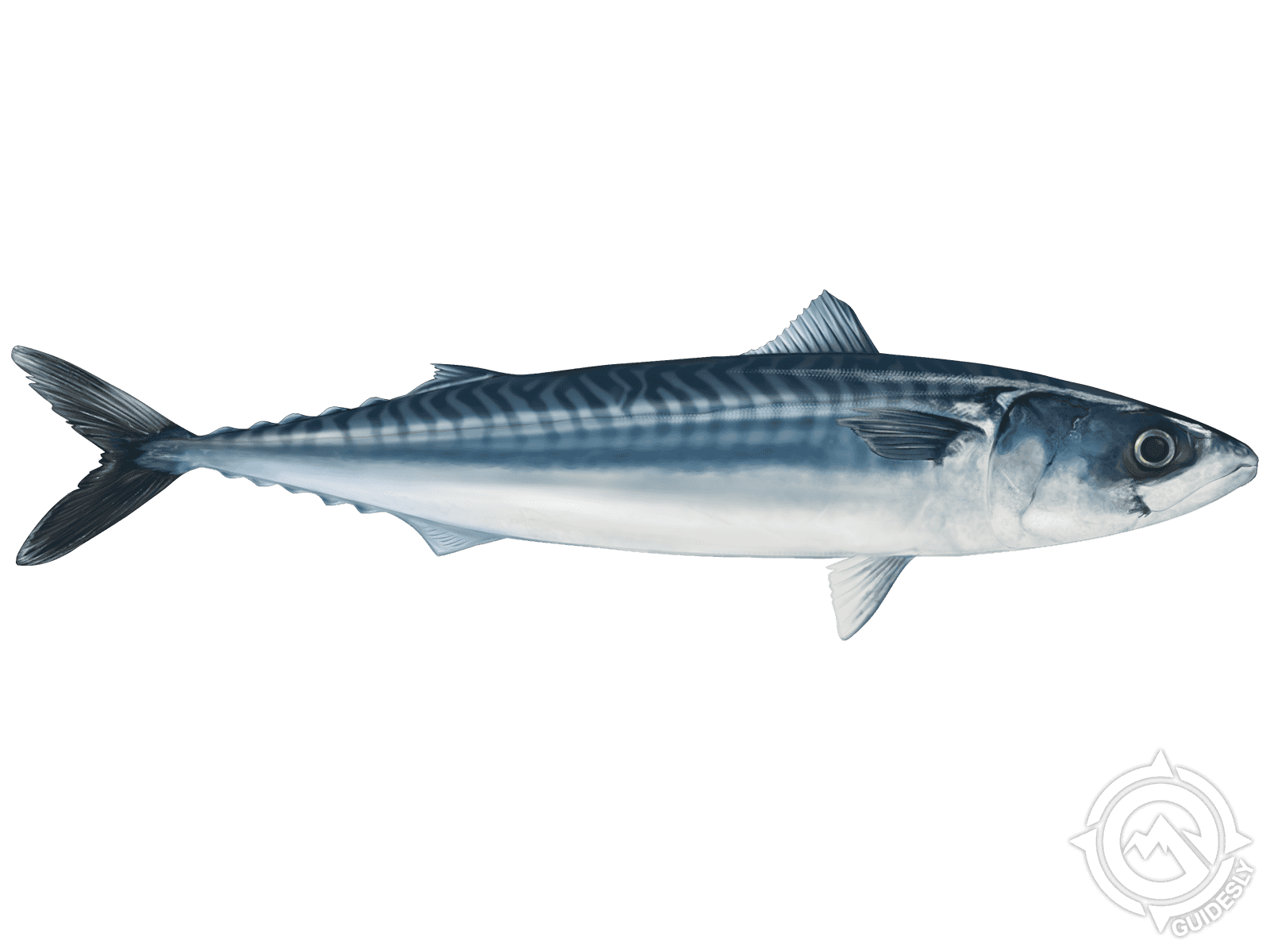 Atlantic Mackerel