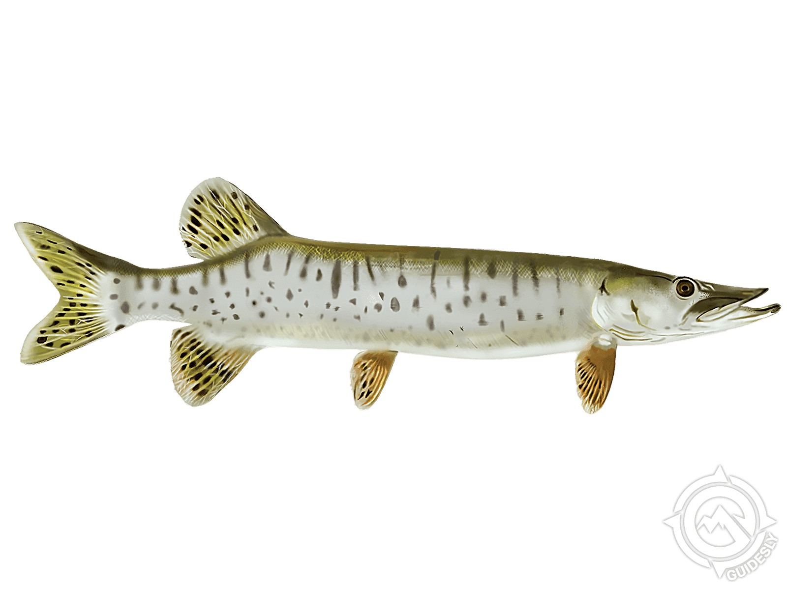 Muskellunge