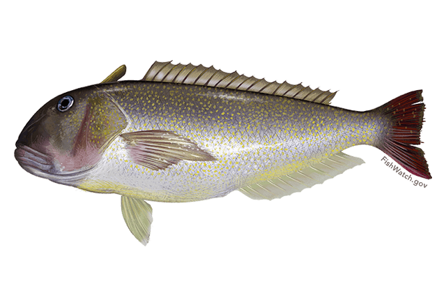 Great Northern Tilefish