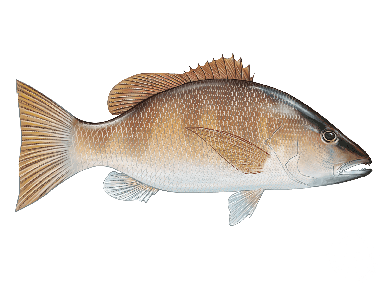 Grey Snapper