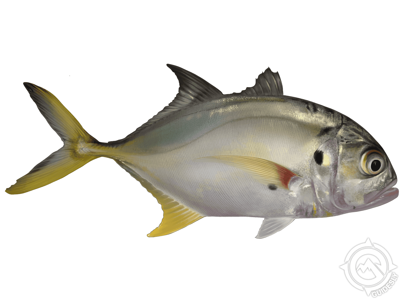 Crevalle Jack