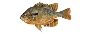 Redbreast Sunfish