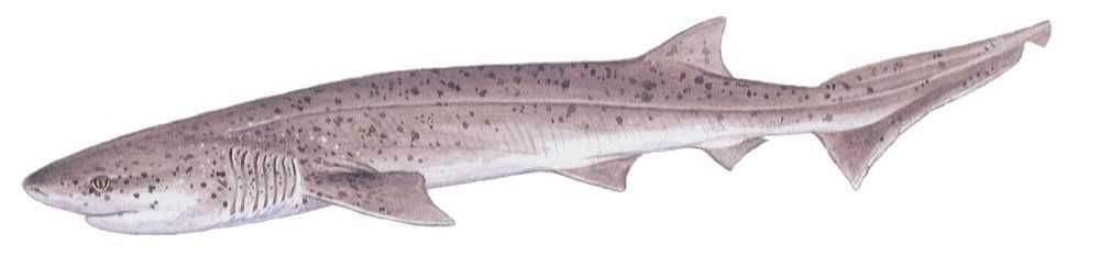 Broadnose Sevengill Shark