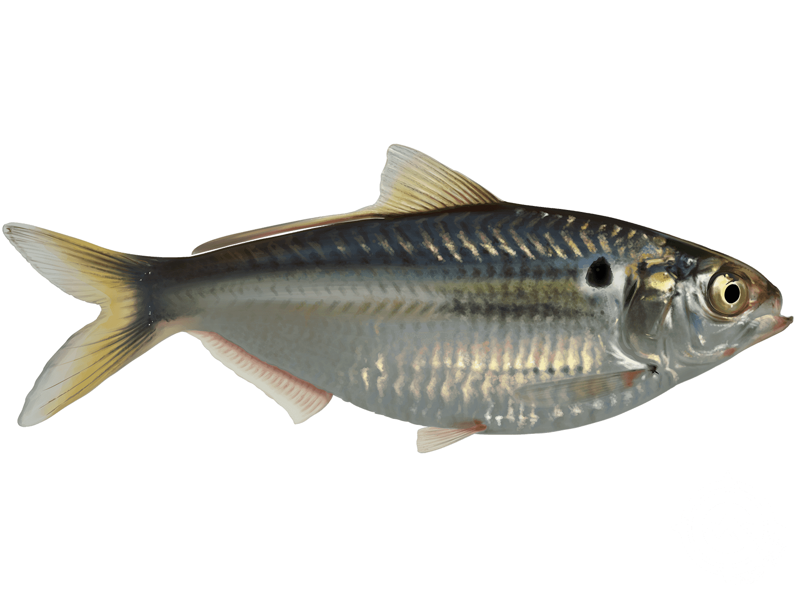 American Gizzard Shad