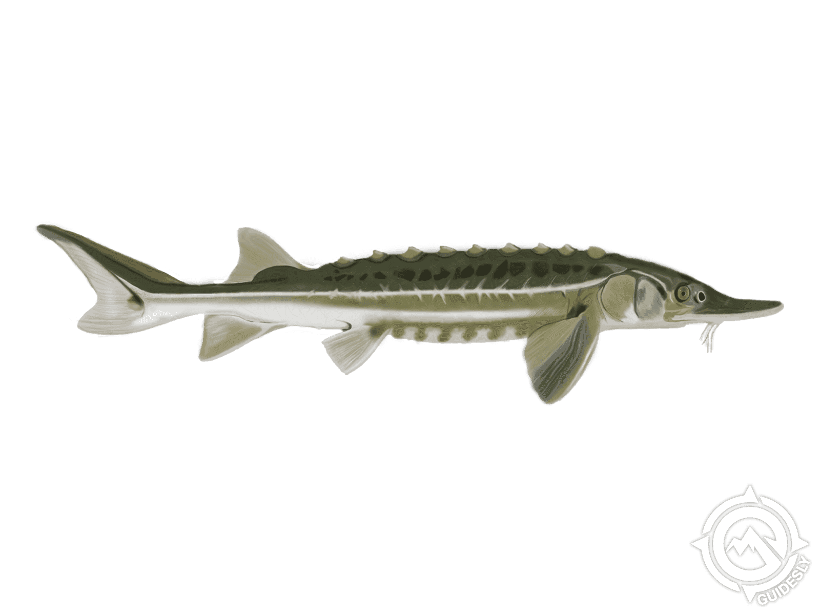 Green Sturgeon